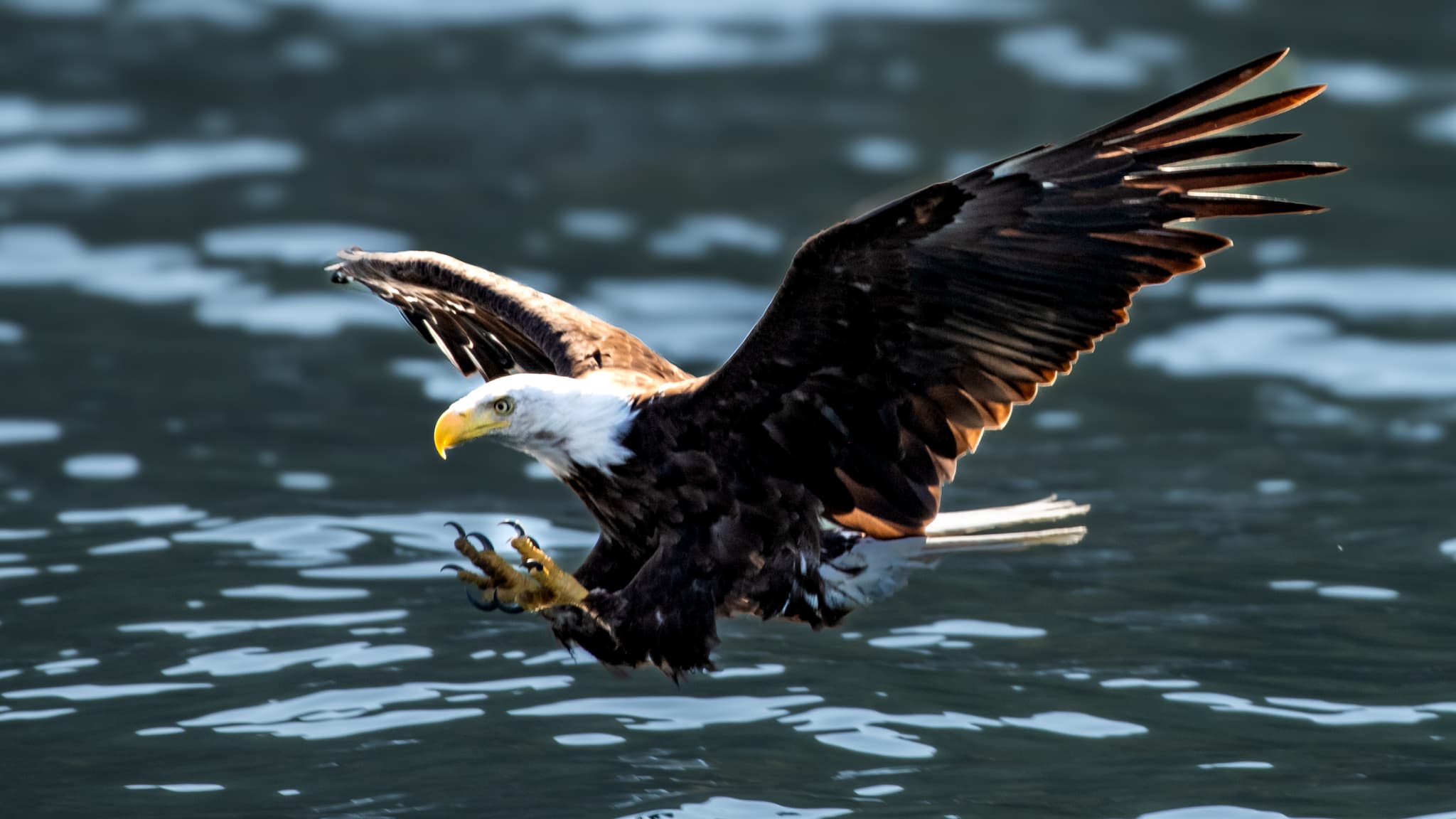 Apex Predator — Bald Eagles of Alaska & British Columbia. Fine art photography by Aaron B. Alford Sr.