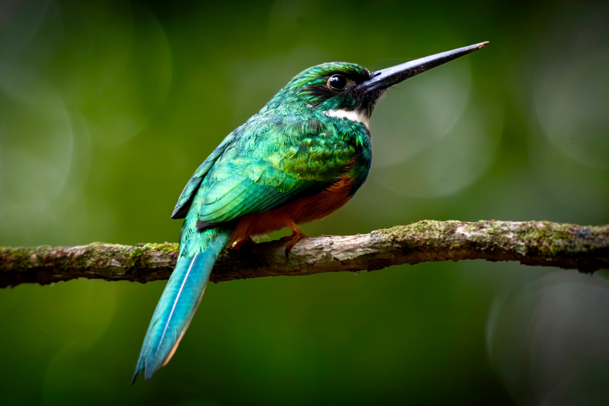 Neotropical — Rainforest Birds & Wildlife of Belize. Fine art photography by Aaron B. Alford Sr.