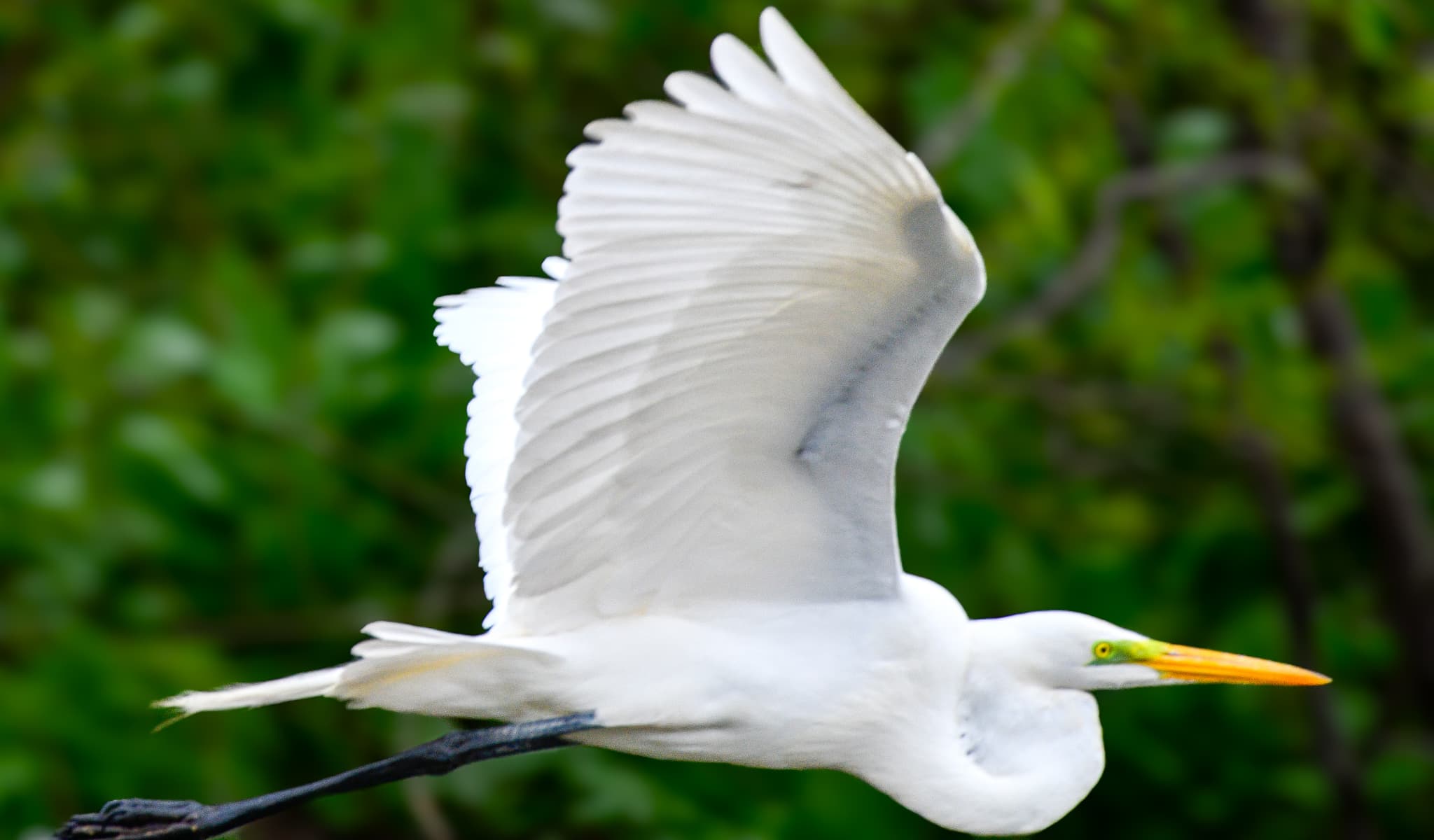 Plumage — Wading Birds of the Texas Coast. Fine art photography by Aaron B. Alford Sr.
