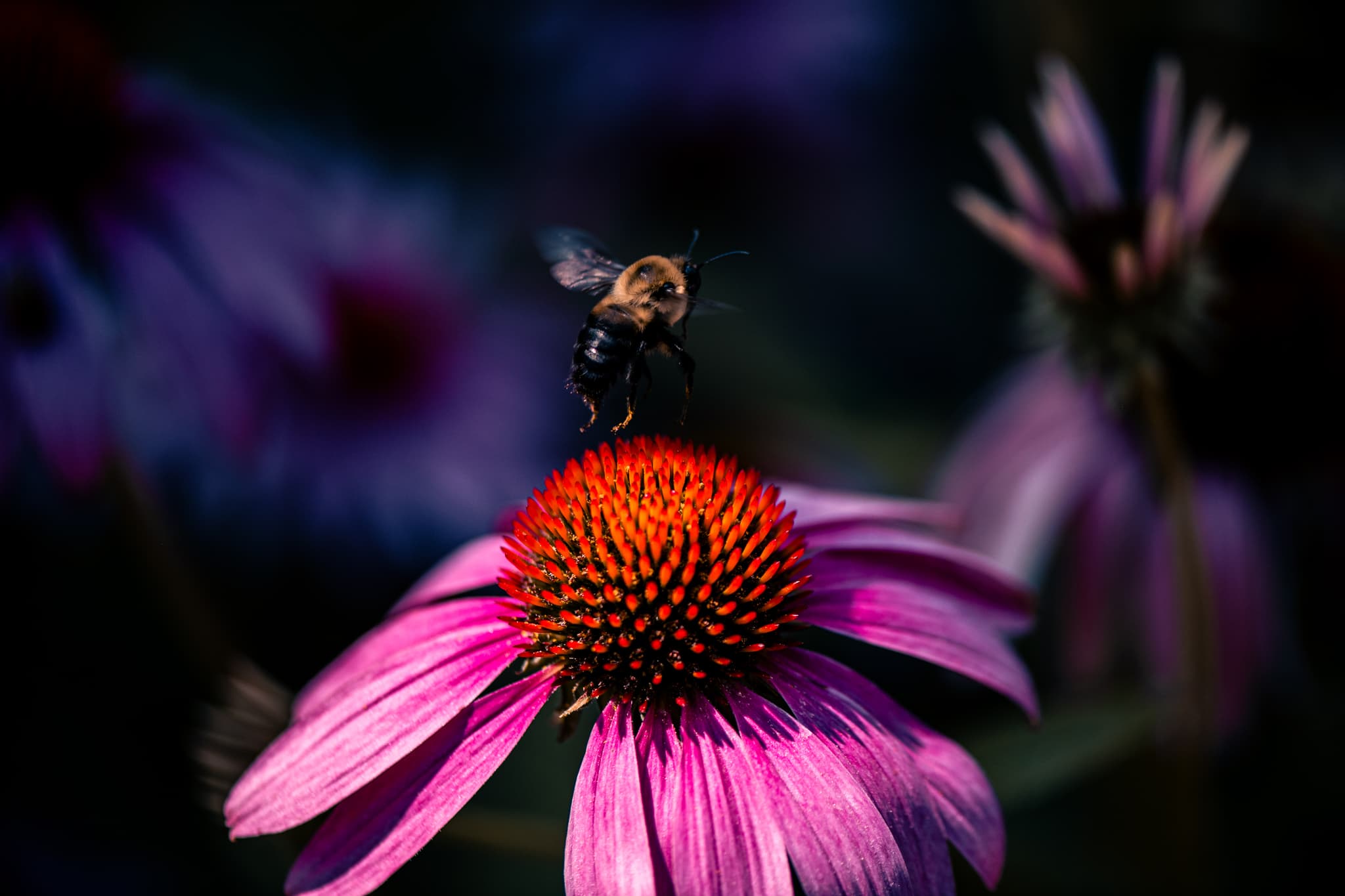 The Pollinators — Macro Portraits of Bees, Butterflies & Dragonflies. Fine art photography by Aaron B. Alford Sr.