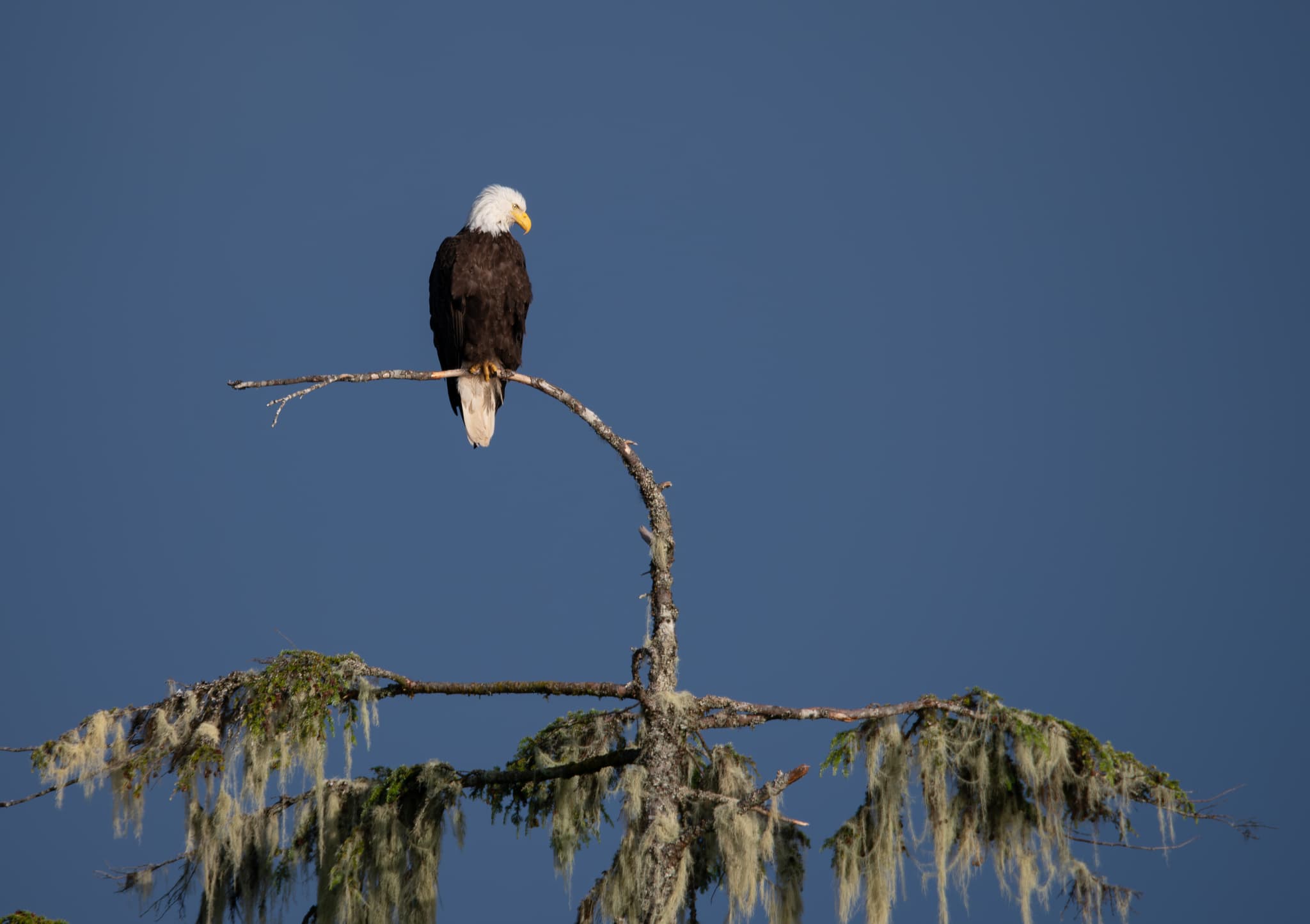 Bald eagle perched on lichen-covered rock — fine art photography by Aaron B. Alford Sr.