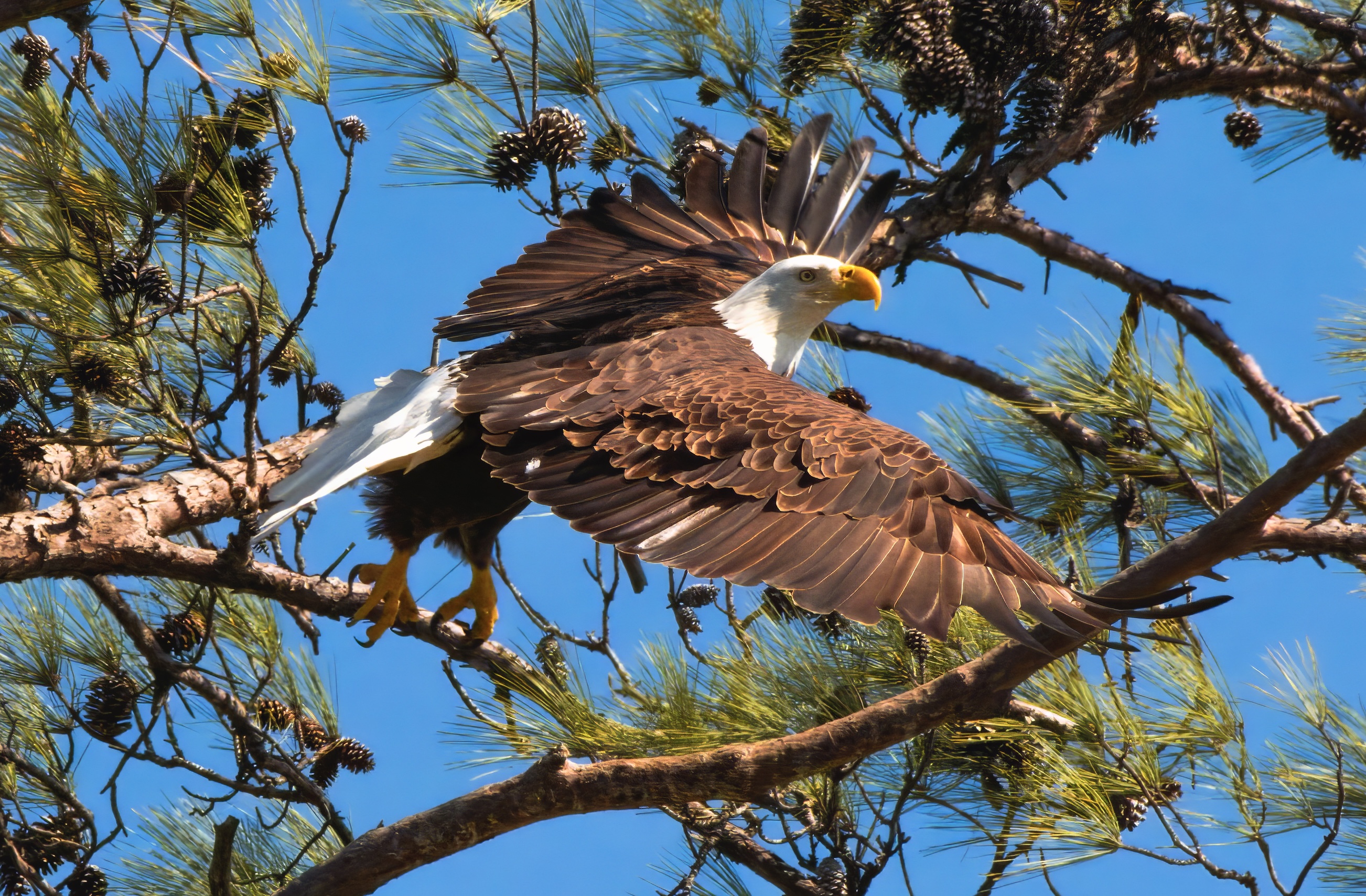 Apex Predator — fine art photograph 7 of 18. Bald Eagles of Alaska & British Columbia. Alaska & British Columbia, Canada. By Aaron B. Alford Sr.