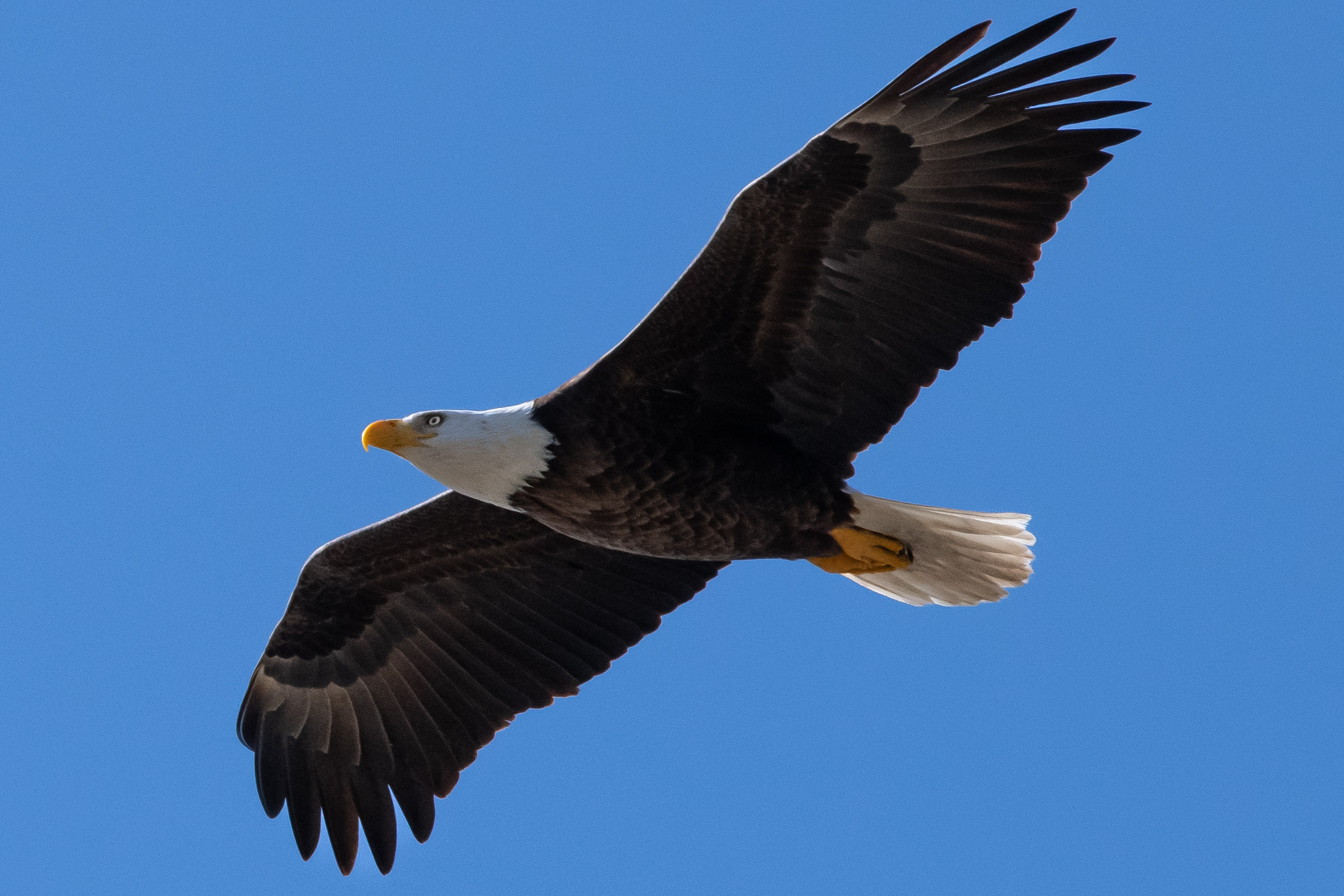 Apex Predator — fine art photograph 8 of 18. Bald Eagles of Alaska & British Columbia. Alaska & British Columbia, Canada. By Aaron B. Alford Sr.