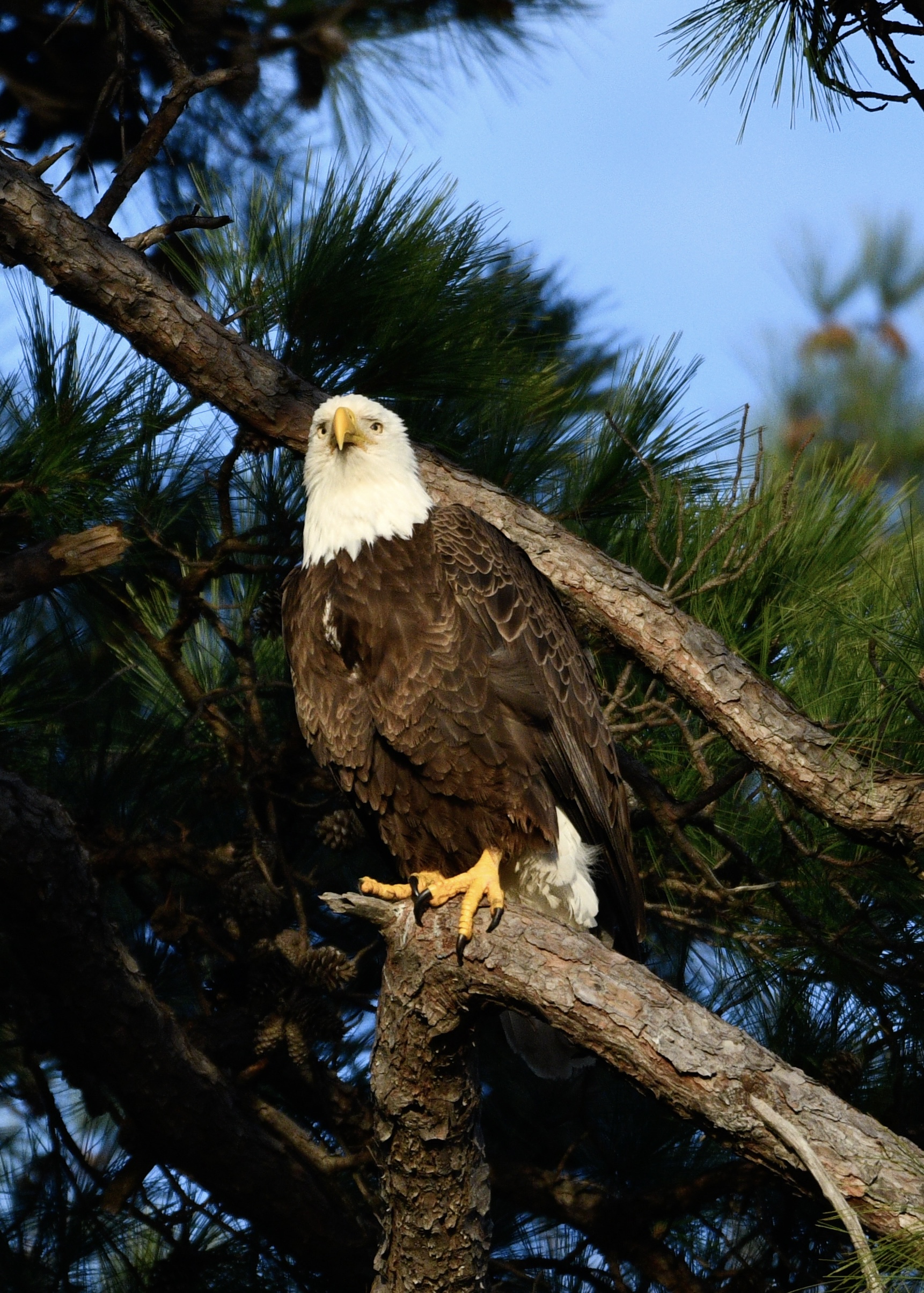Apex Predator — fine art photograph 9 of 18. Bald Eagles of Alaska & British Columbia. Alaska & British Columbia, Canada. By Aaron B. Alford Sr.