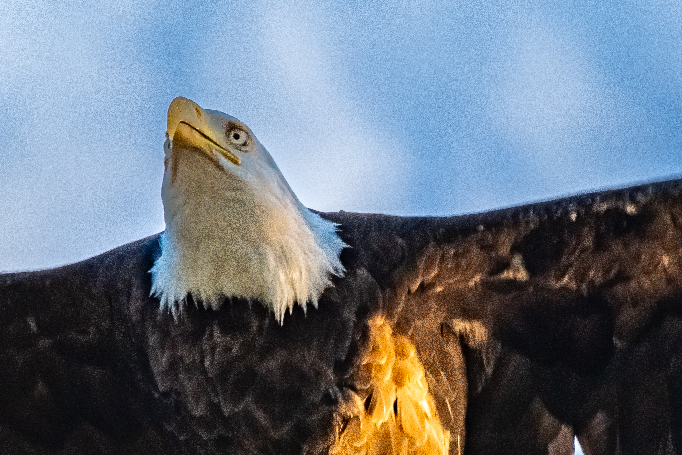 Apex Predator — fine art photograph 11 of 18. Bald Eagles of Alaska & British Columbia. Alaska & British Columbia, Canada. By Aaron B. Alford Sr.