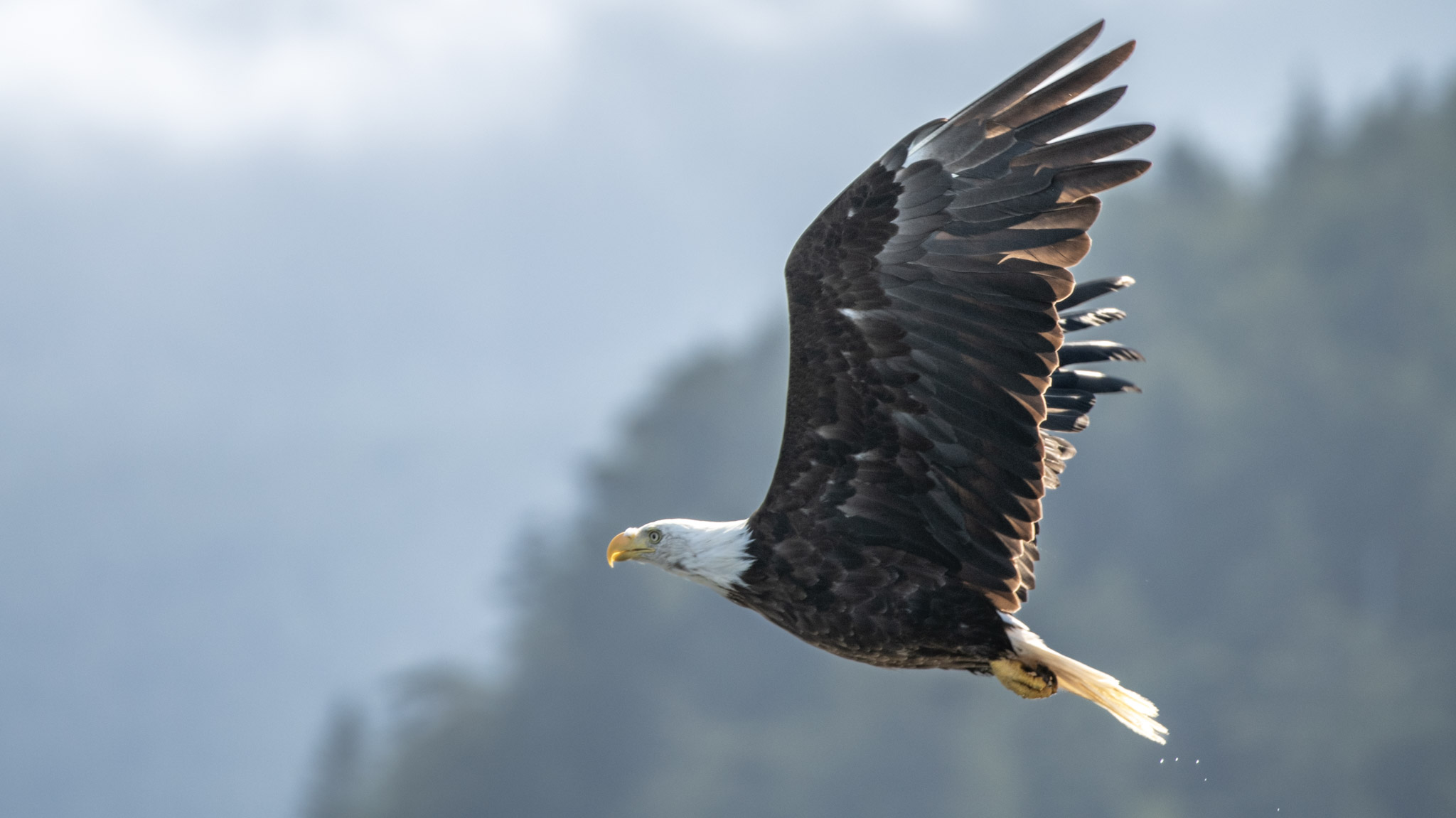 Apex Predator — fine art photograph 15 of 18. Bald Eagles of Alaska & British Columbia. Alaska & British Columbia, Canada. By Aaron B. Alford Sr.