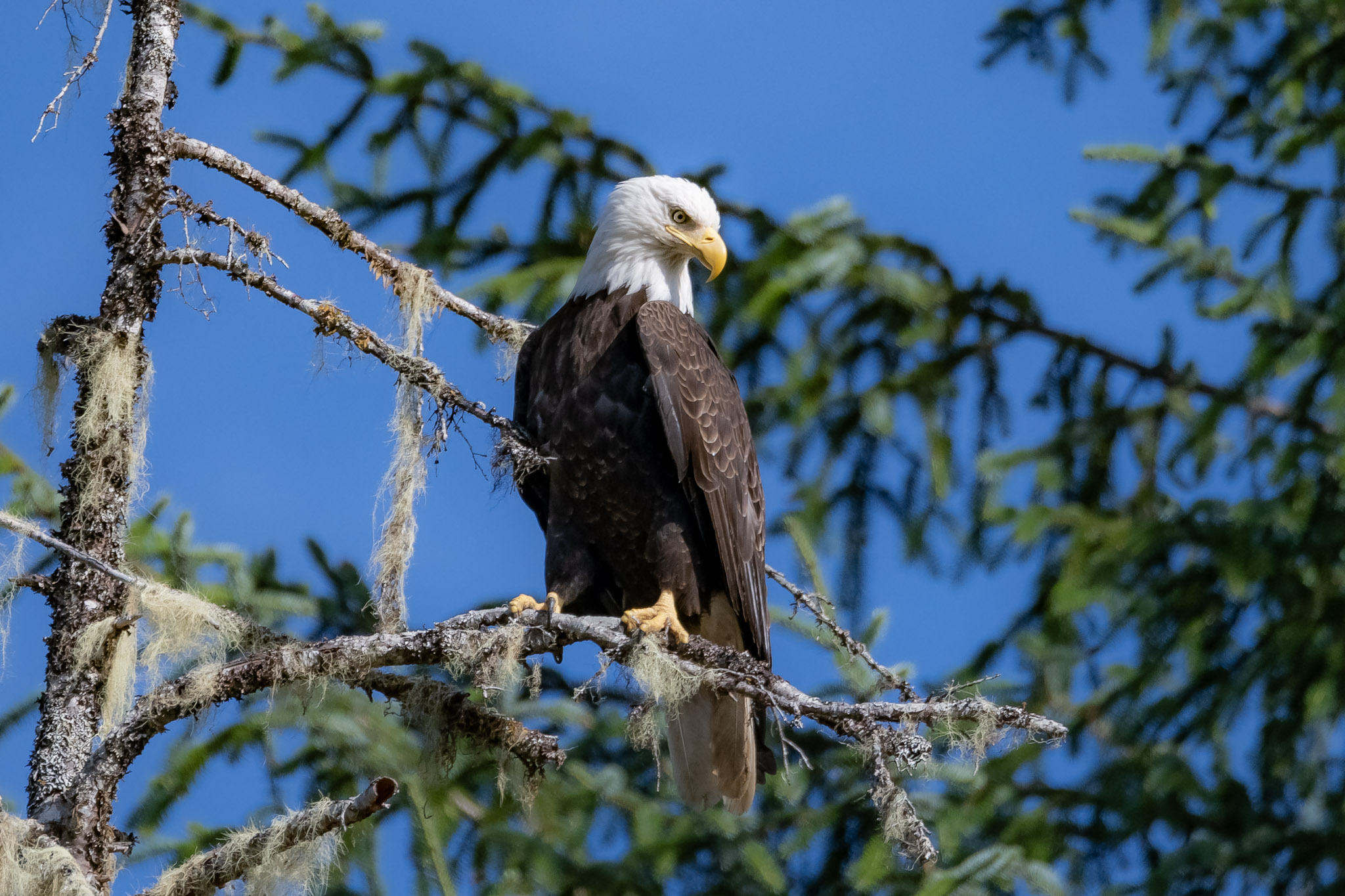Apex Predator — fine art photograph 16 of 18. Bald Eagles of Alaska & British Columbia. Alaska & British Columbia, Canada. By Aaron B. Alford Sr.