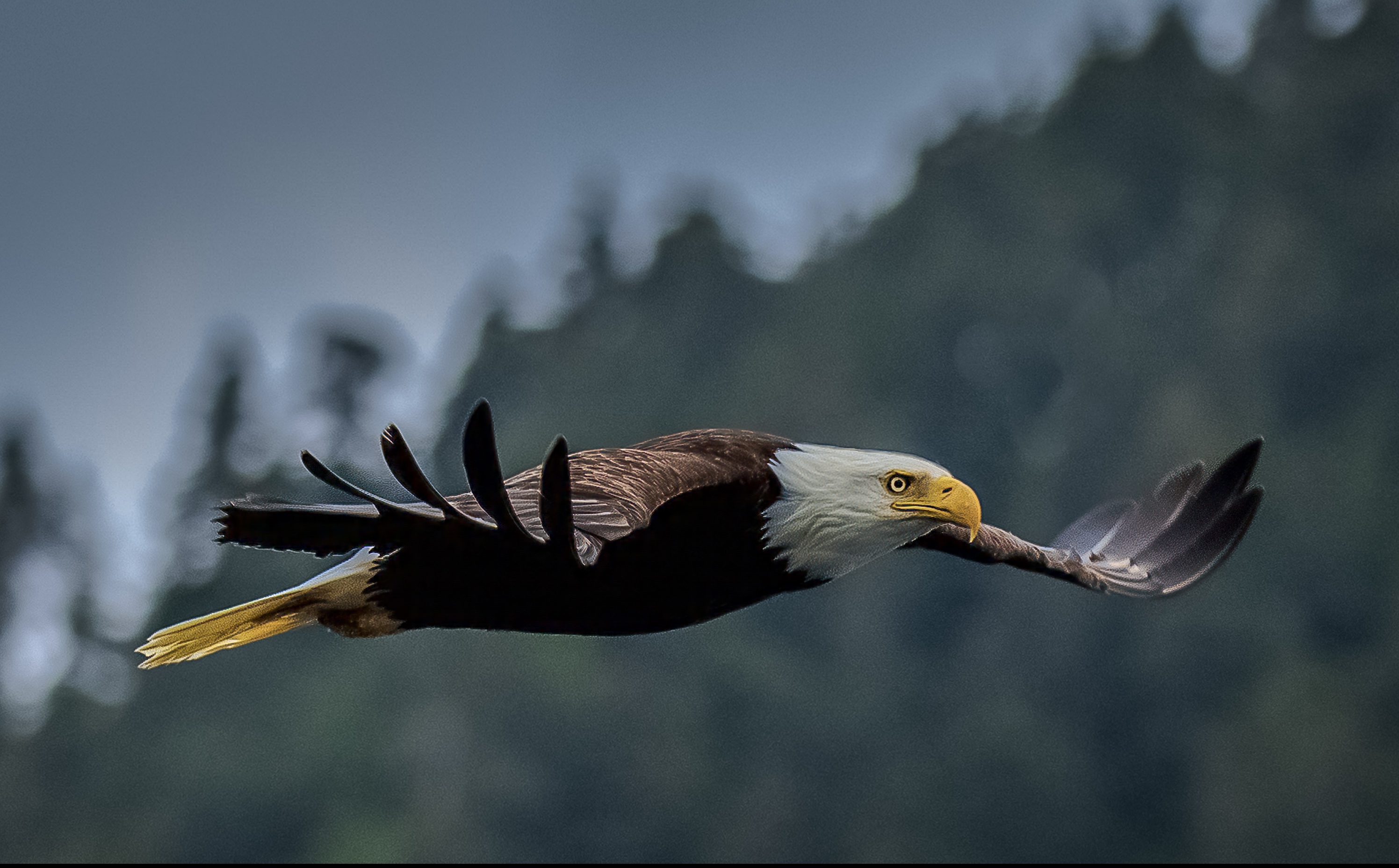 Apex Predator — fine art photograph 17 of 18. Bald Eagles of Alaska & British Columbia. Alaska & British Columbia, Canada. By Aaron B. Alford Sr.