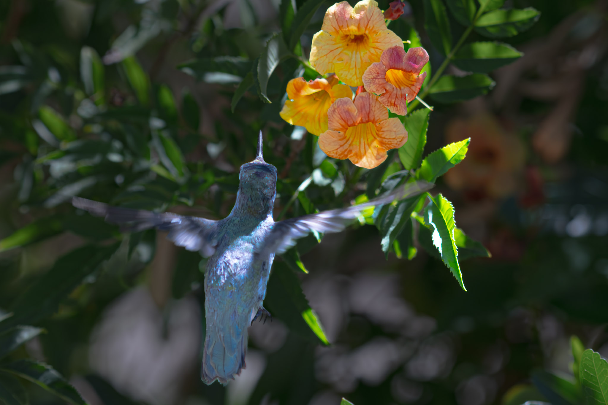 Apex Predator — fine art photograph 18 of 18. Bald Eagles of Alaska & British Columbia. Alaska & British Columbia, Canada. By Aaron B. Alford Sr.