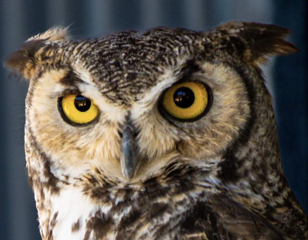 Kingdom — Wildlife Portraits. Texas & United States. Fine art photography by Aaron B. Alford Sr..