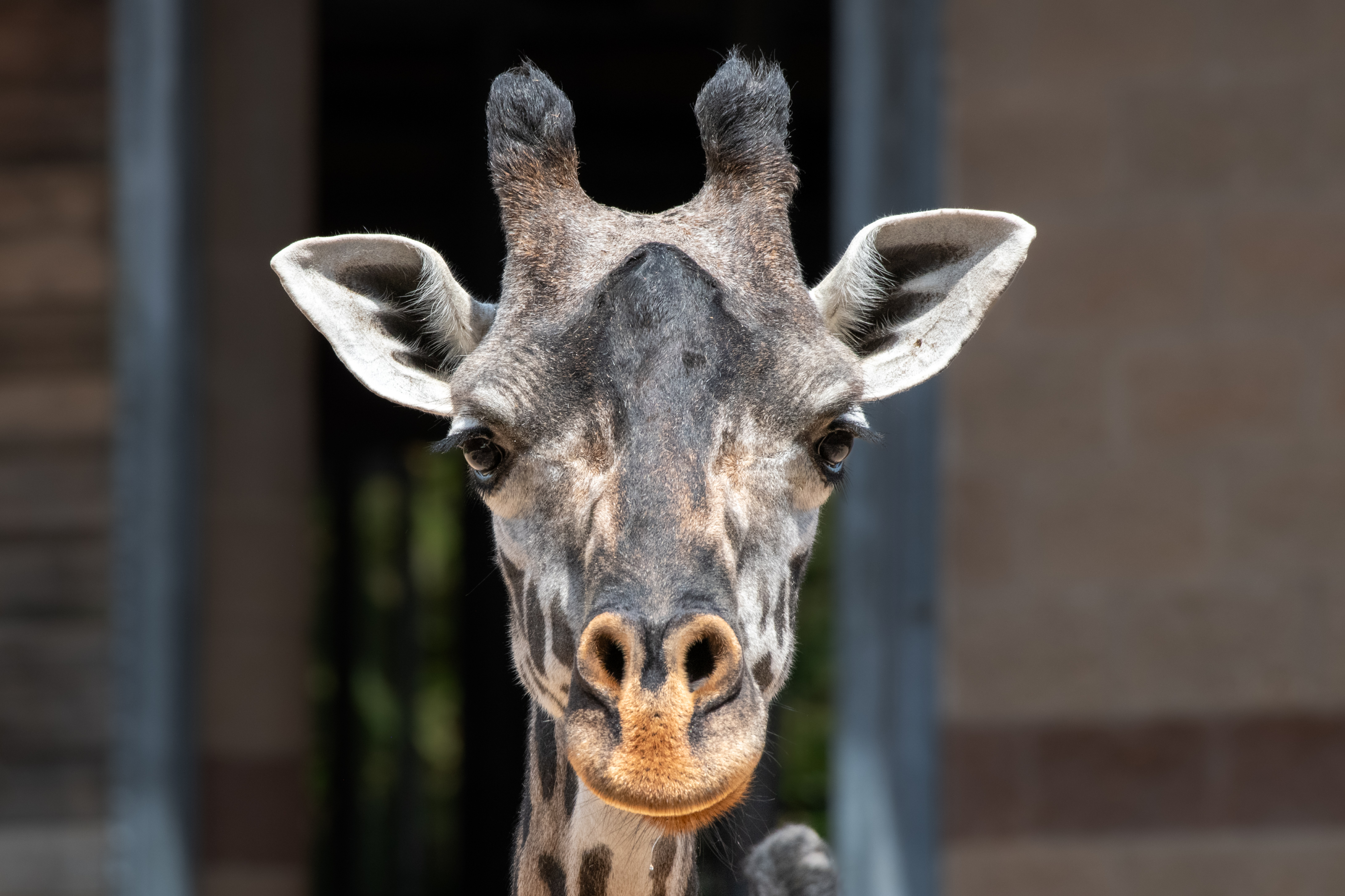 Kingdom — fine art photograph 7 of 11. Wildlife Portraits. Texas & United States. By Aaron B. Alford Sr.