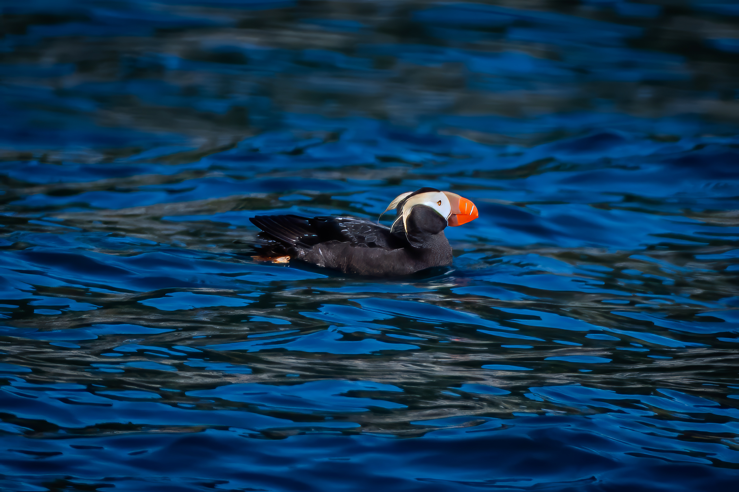 Kingdom — fine art photograph 8 of 11. Wildlife Portraits. Texas & United States. By Aaron B. Alford Sr.