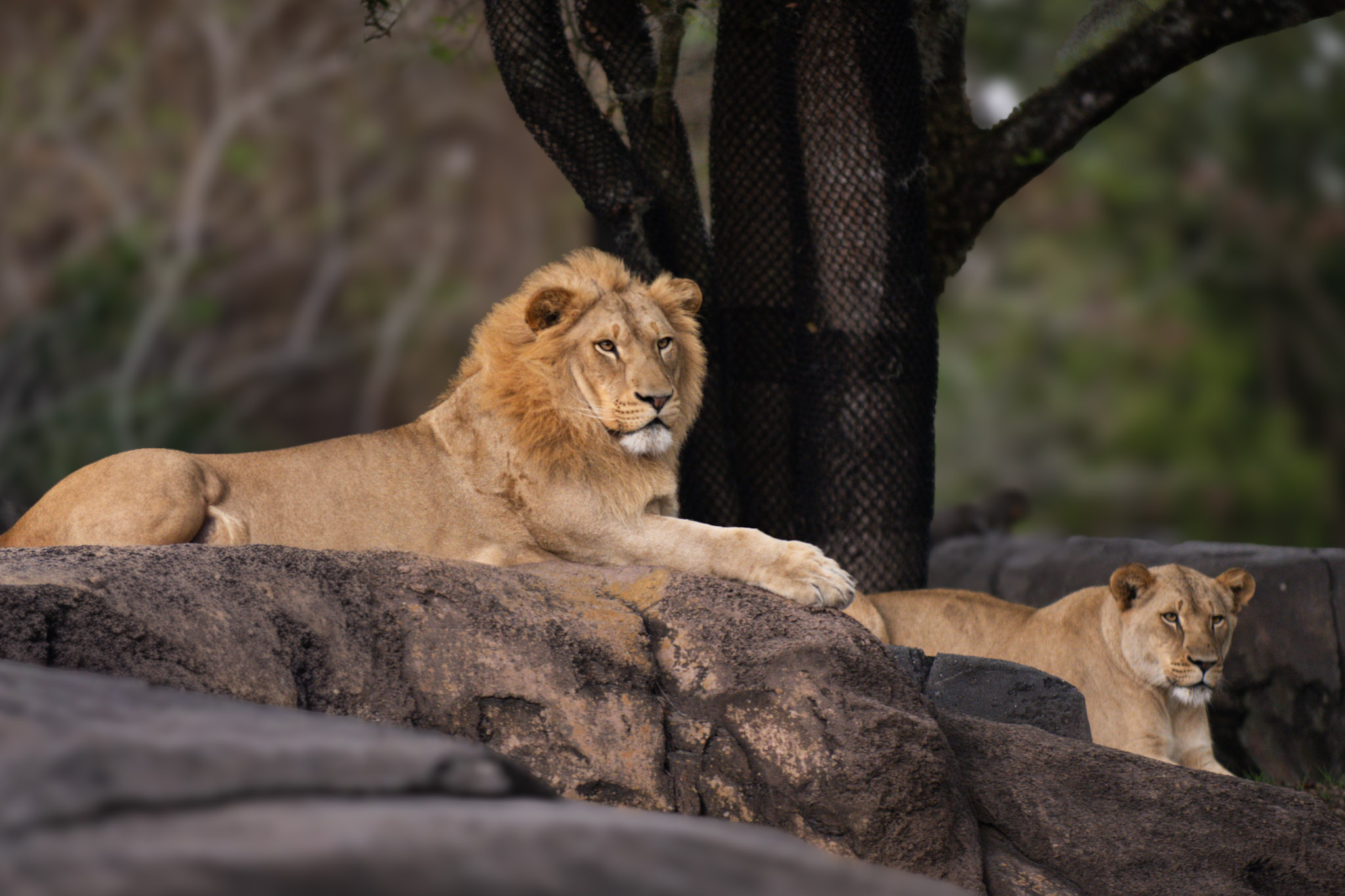 Kingdom — fine art photograph 10 of 11. Wildlife Portraits. Texas & United States. By Aaron B. Alford Sr.