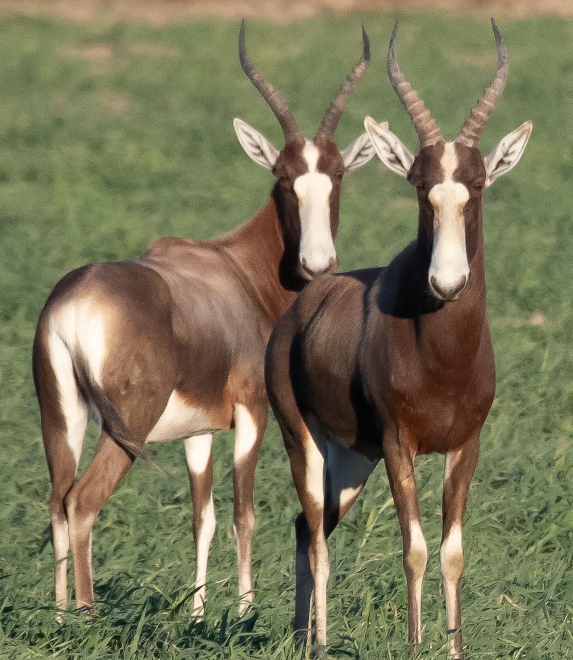 Kingdom — fine art photograph 11 of 11. Wildlife Portraits. Texas & United States. By Aaron B. Alford Sr.