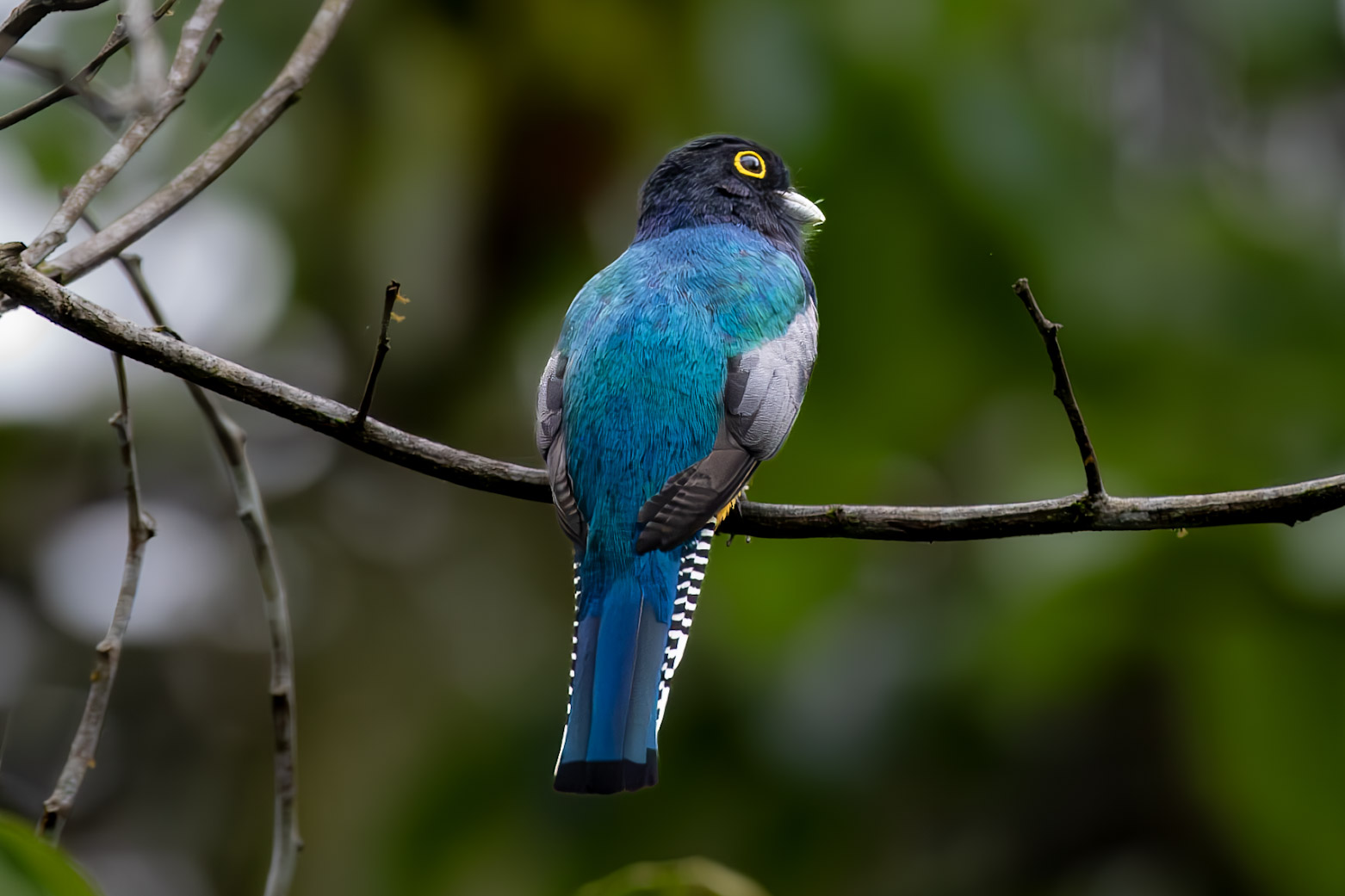 Neotropical — fine art photograph 8 of 8. Rainforest Birds & Wildlife of Belize. Belize. By Aaron B. Alford Sr.
