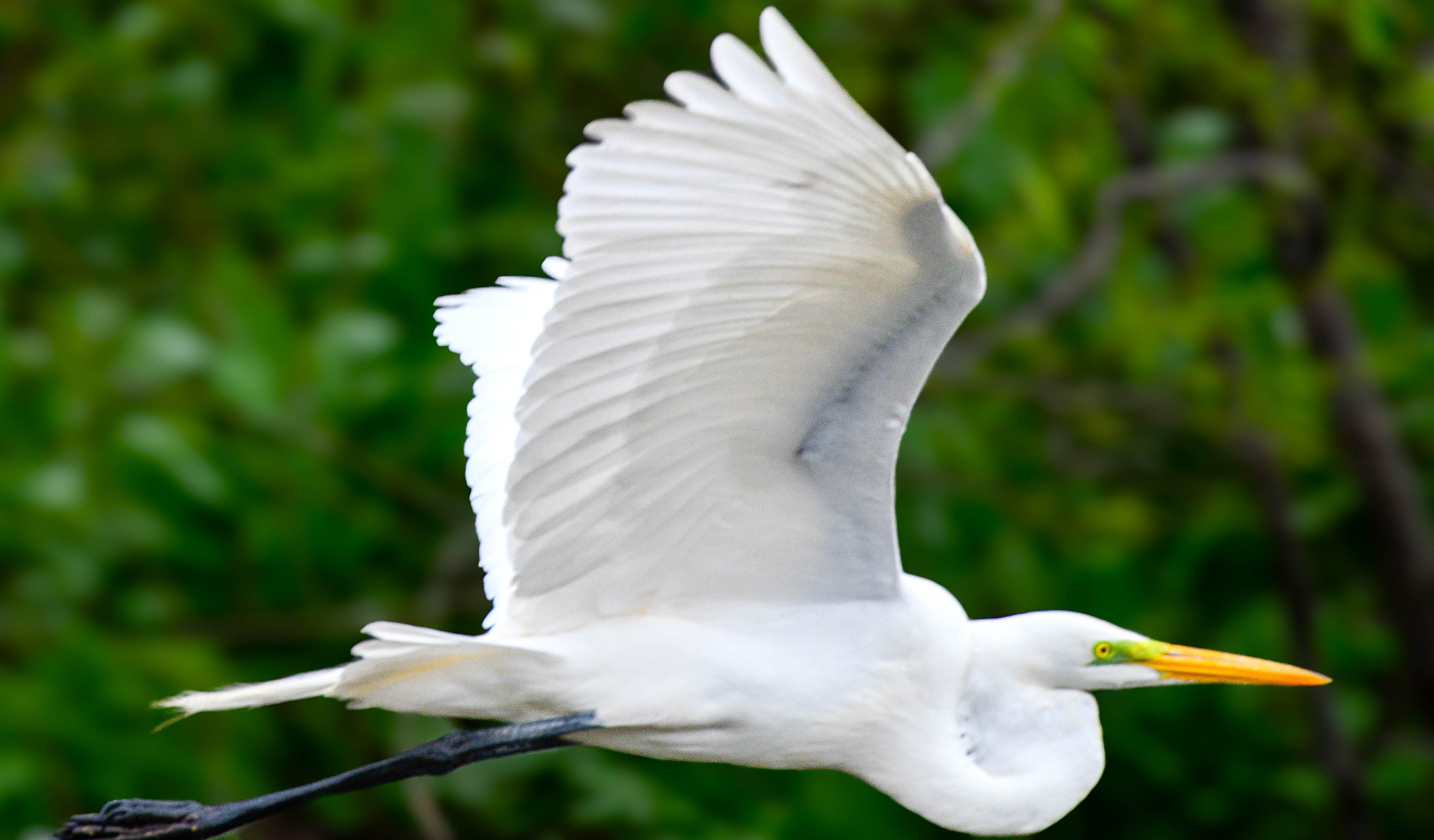 Plumage — Wading Birds of the Texas Coast. Fine art photography by Aaron B. Alford Sr..