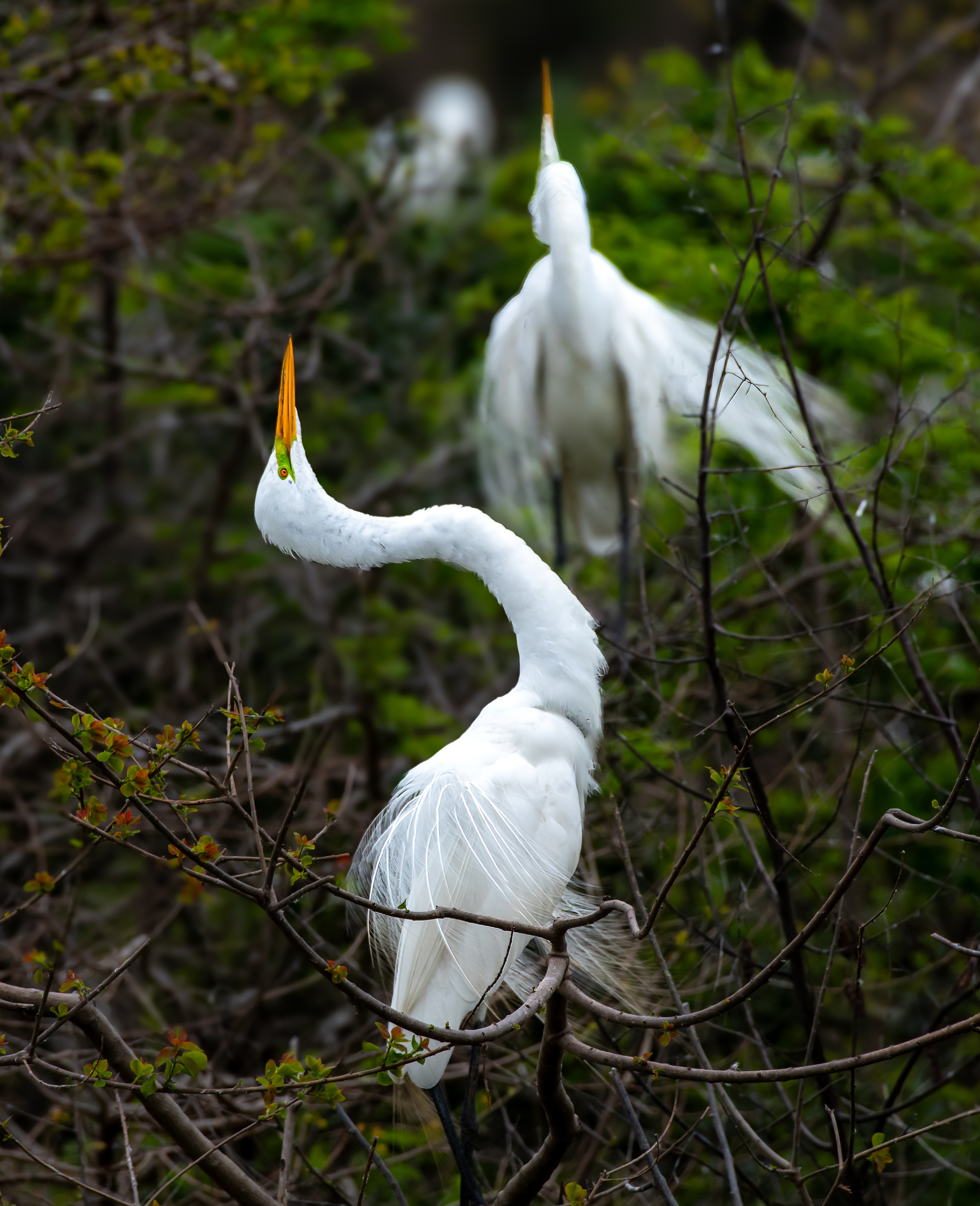 Plumage — fine art photograph 7 of 15. Wading Birds of the Texas Coast. Texas Gulf Coast. By Aaron B. Alford Sr.