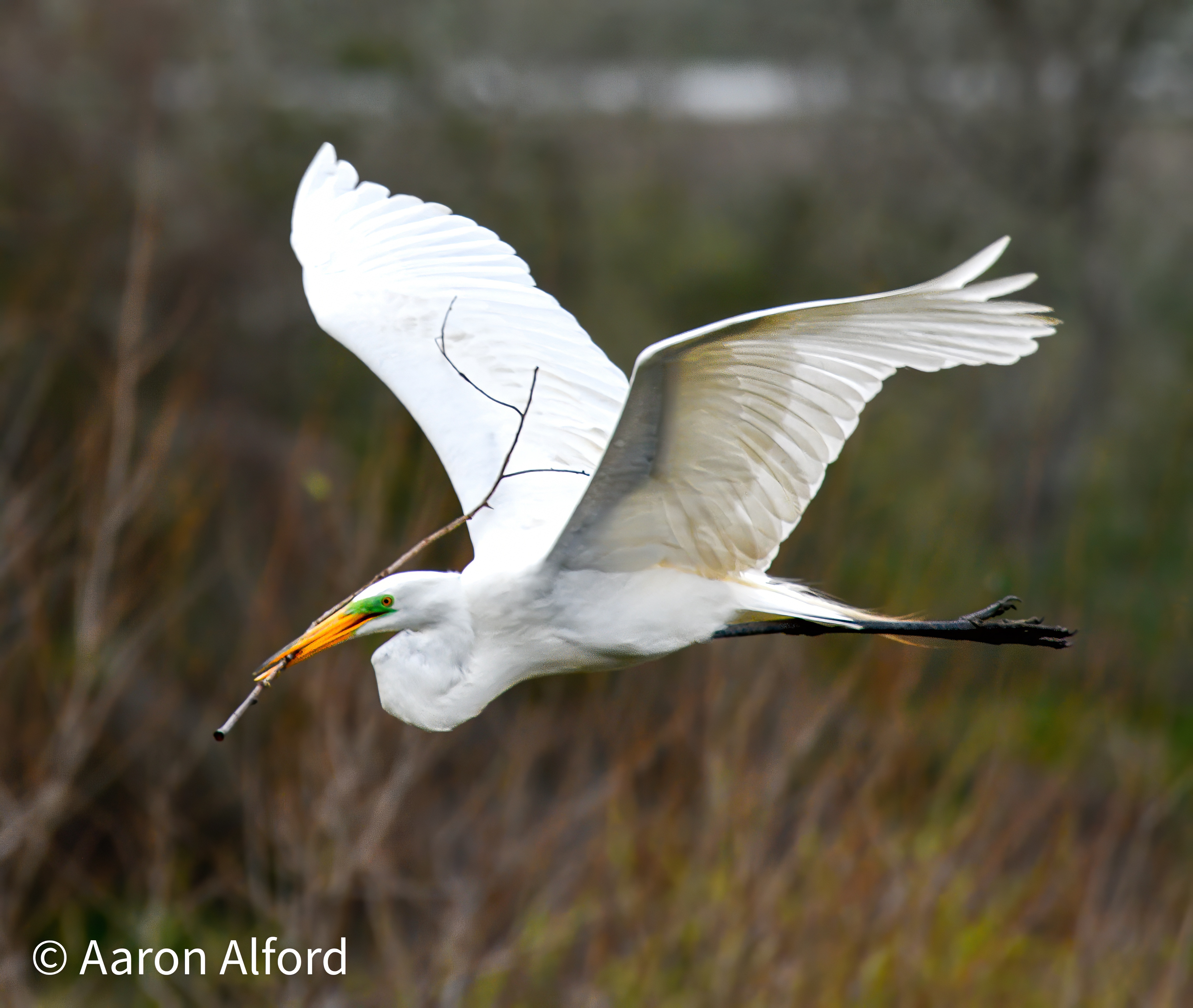 Plumage — fine art photograph 8 of 15. Wading Birds of the Texas Coast. Texas Gulf Coast. By Aaron B. Alford Sr.