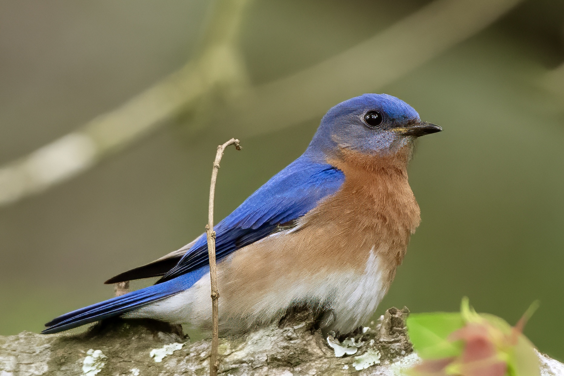 Plumage — fine art photograph 10 of 15. Wading Birds of the Texas Coast. Texas Gulf Coast. By Aaron B. Alford Sr.
