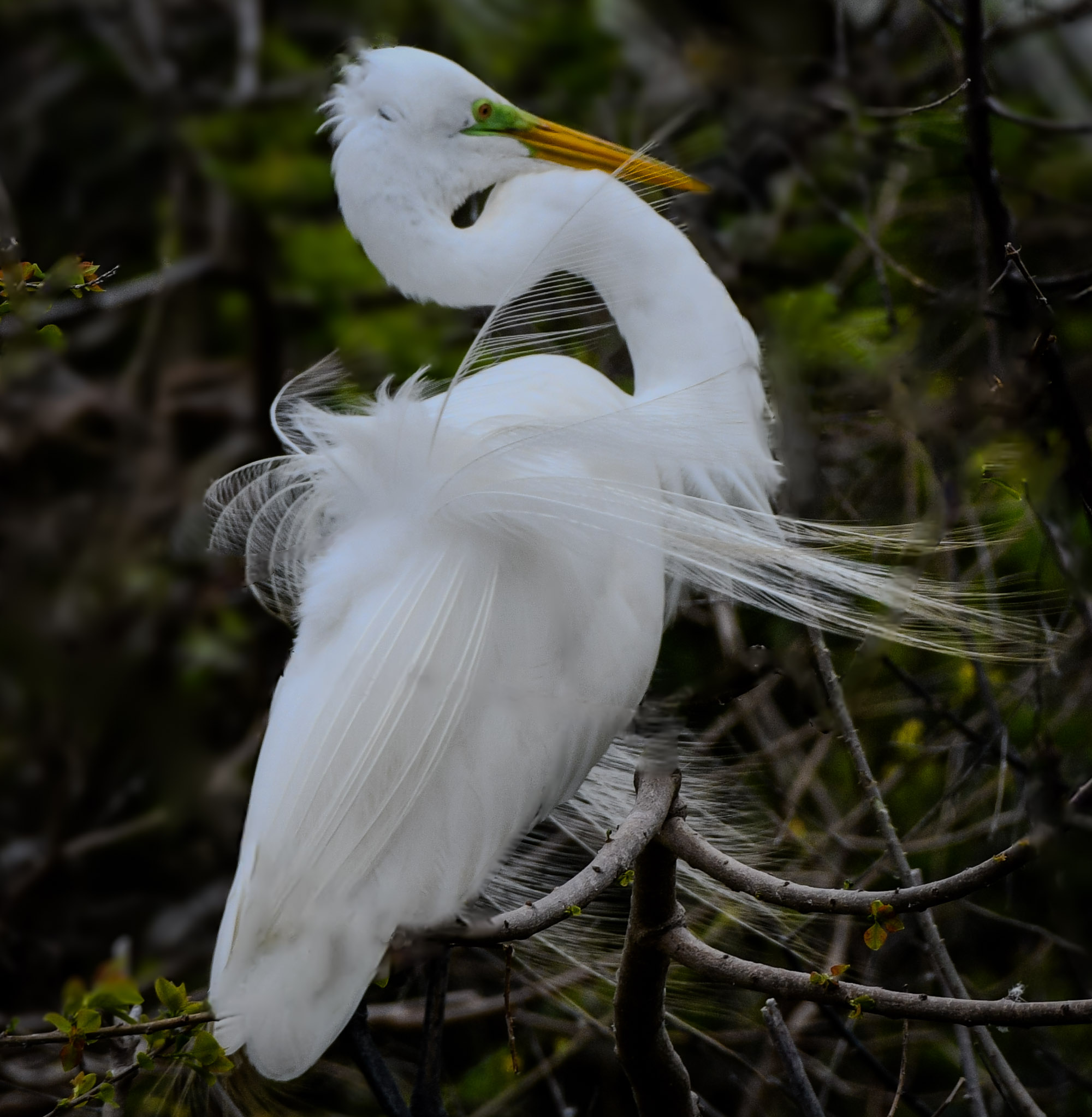 Plumage — fine art photograph 13 of 15. Wading Birds of the Texas Coast. Texas Gulf Coast. By Aaron B. Alford Sr.