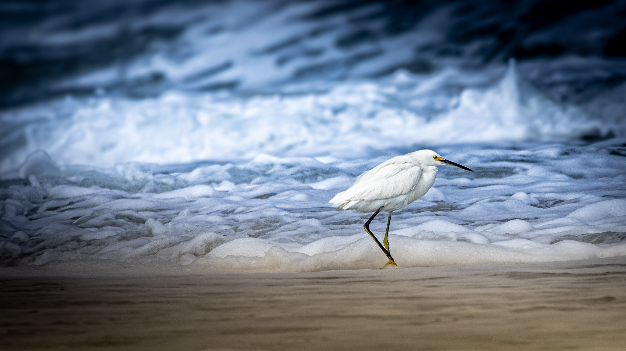 Plumage — fine art photograph 14 of 15. Wading Birds of the Texas Coast. Texas Gulf Coast. By Aaron B. Alford Sr.