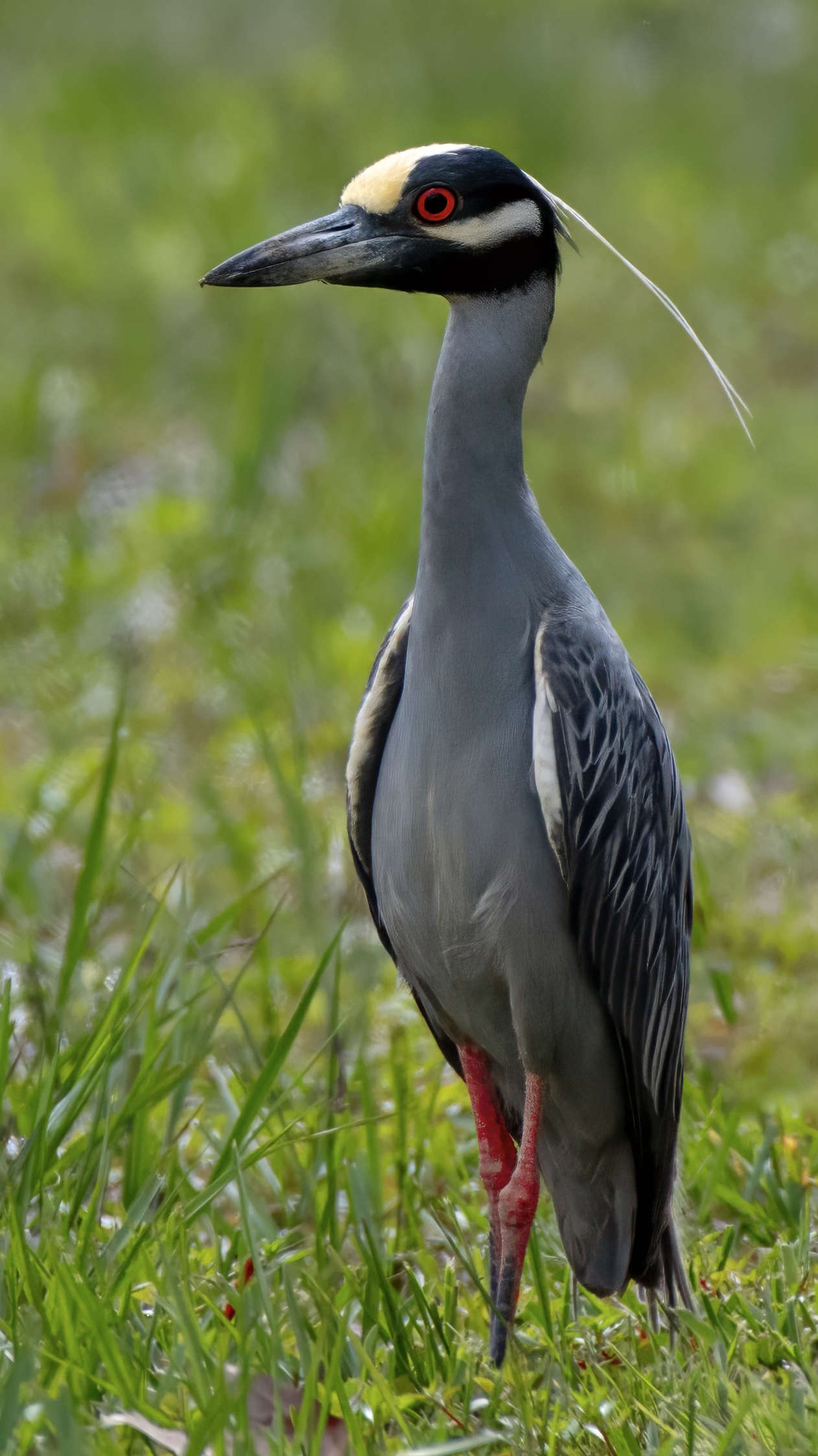 Plumage — fine art photograph 15 of 15. Wading Birds of the Texas Coast. Texas Gulf Coast. By Aaron B. Alford Sr.