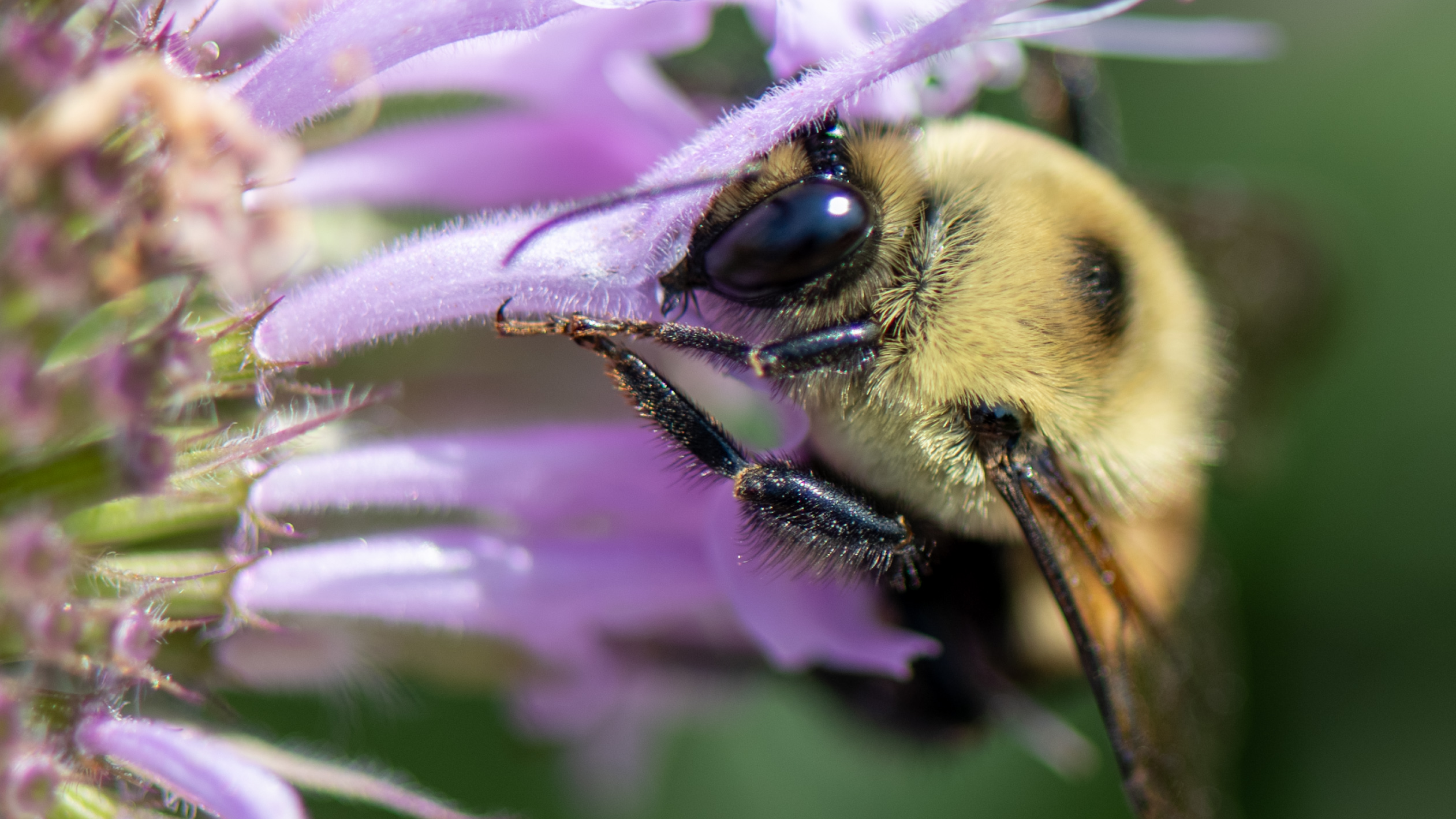 The Pollinators — fine art photograph 7 of 7. Macro Portraits of Bees, Butterflies & Dragonflies. Texas & Green Bay Botanical Garden, Wisconsin. By Aaron B. Alford Sr.
