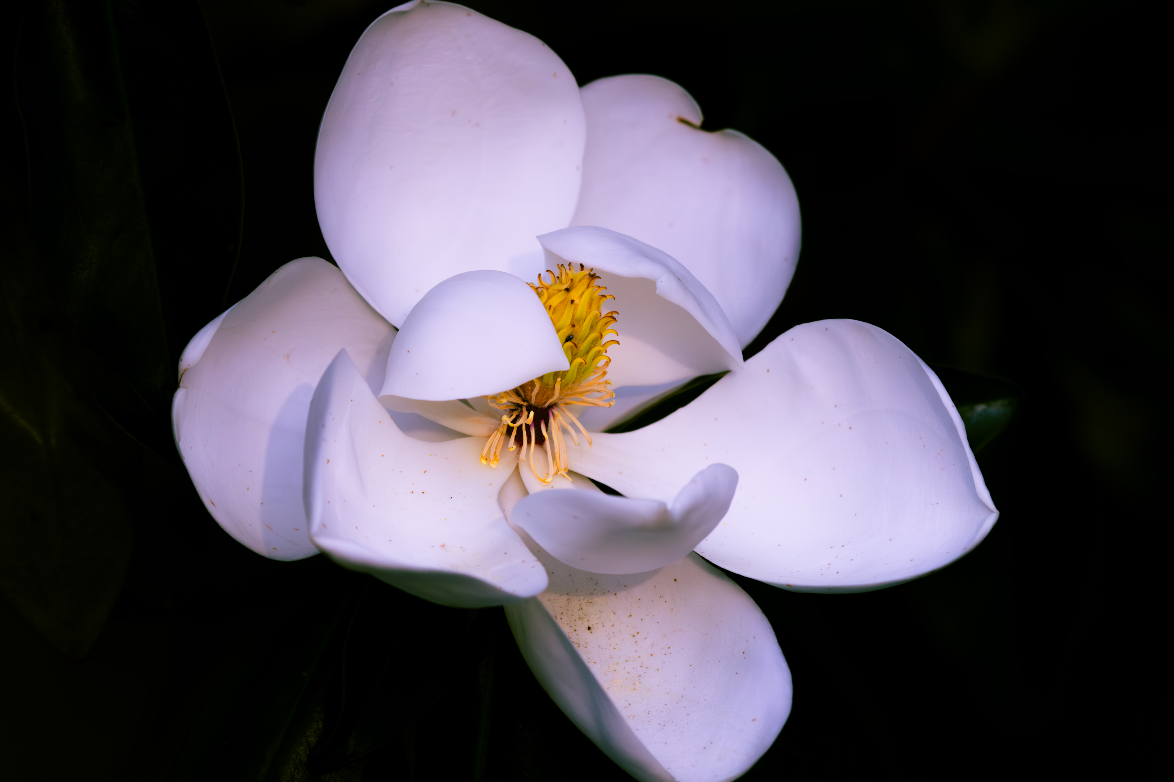 Small Worlds — fine art photograph 8 of 10. Abstract Macro & Studio Photography. Studio — Houston, Texas. By Aaron B. Alford Sr.