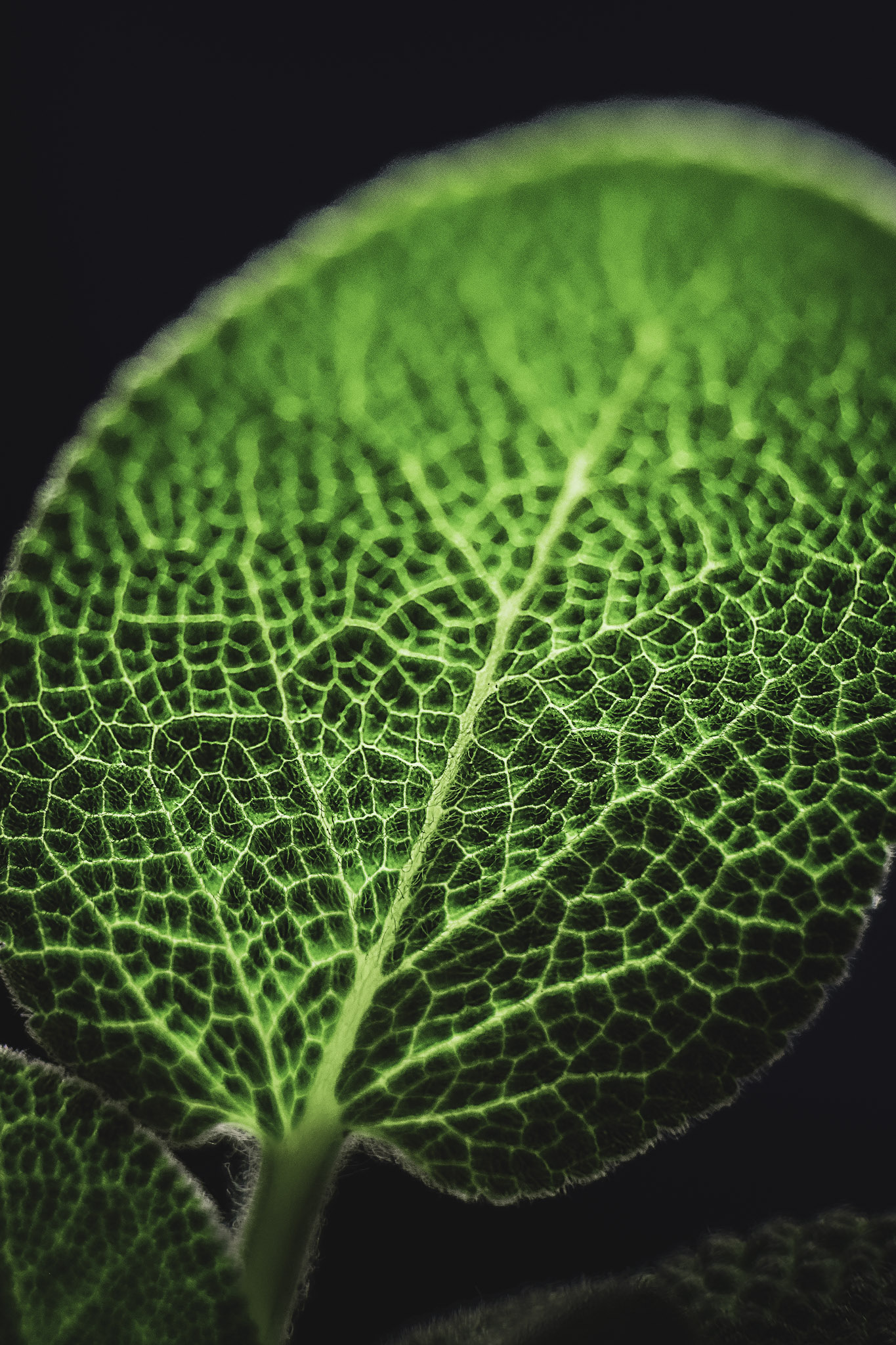 Small Worlds — fine art photograph 9 of 10. Abstract Macro & Studio Photography. Studio — Houston, Texas. By Aaron B. Alford Sr.