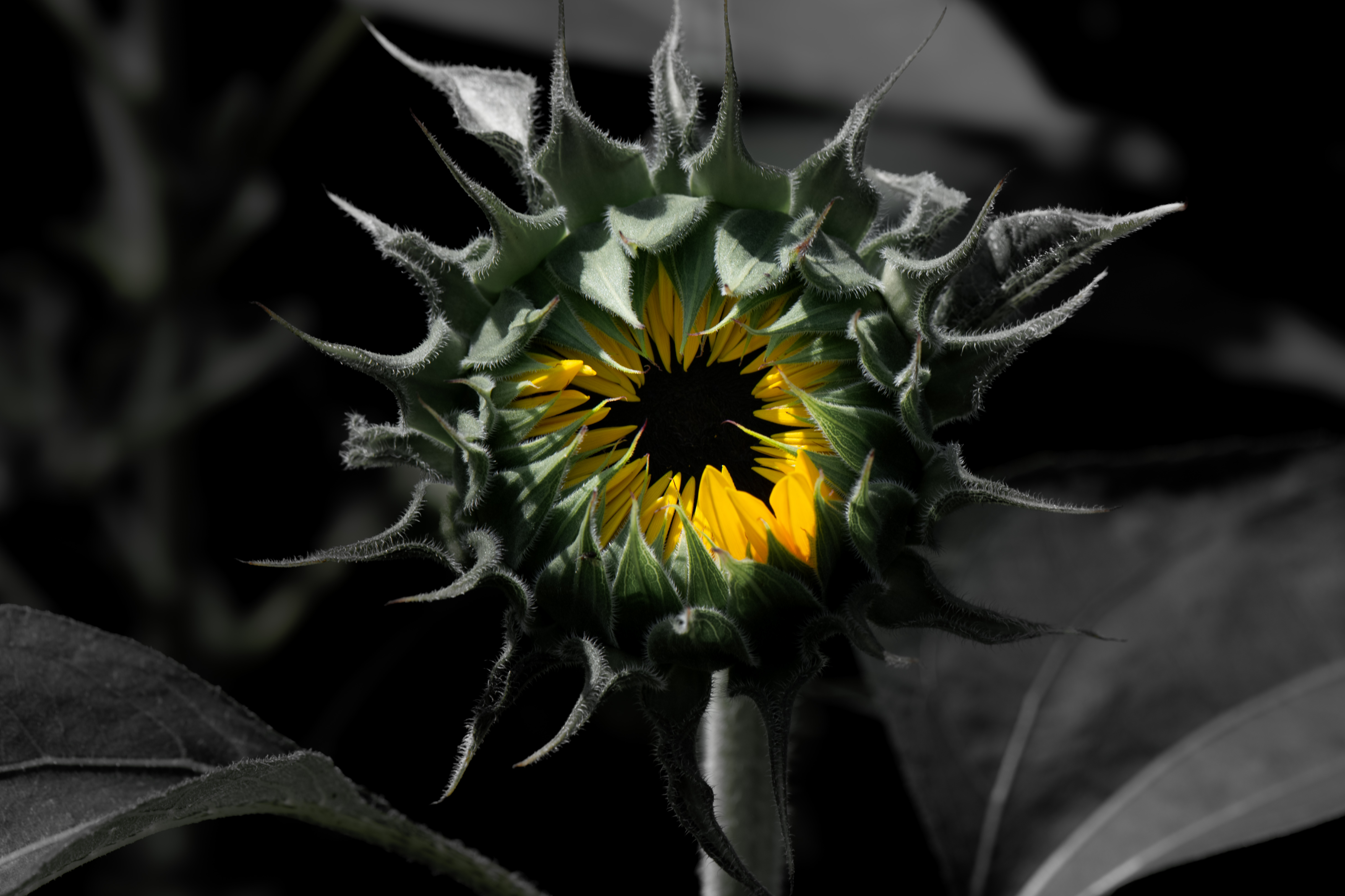 Small Worlds — fine art photograph 10 of 10. Abstract Macro & Studio Photography. Studio — Houston, Texas. By Aaron B. Alford Sr.