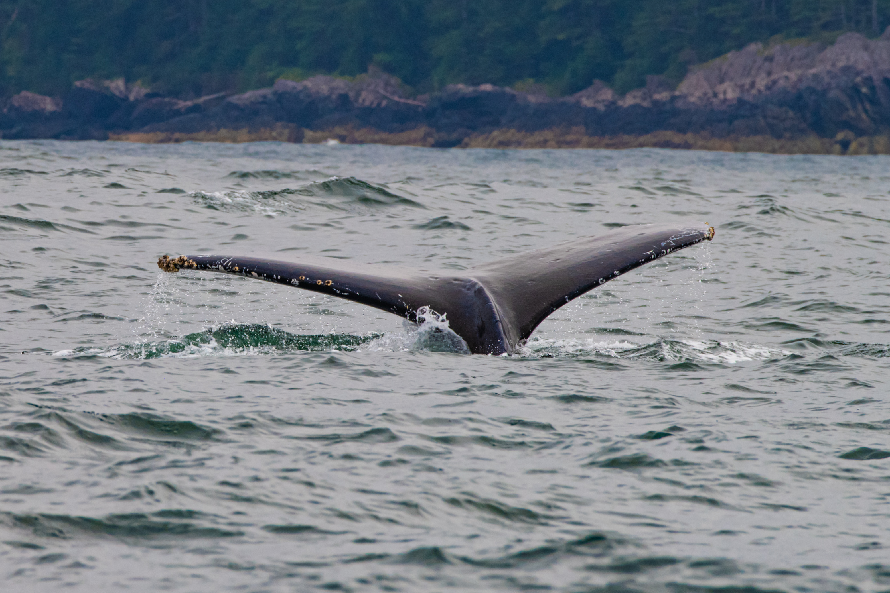 Sounding — Humpback Whales of British Columbia. British Columbia, Canada. Fine art photography by Aaron B. Alford Sr..